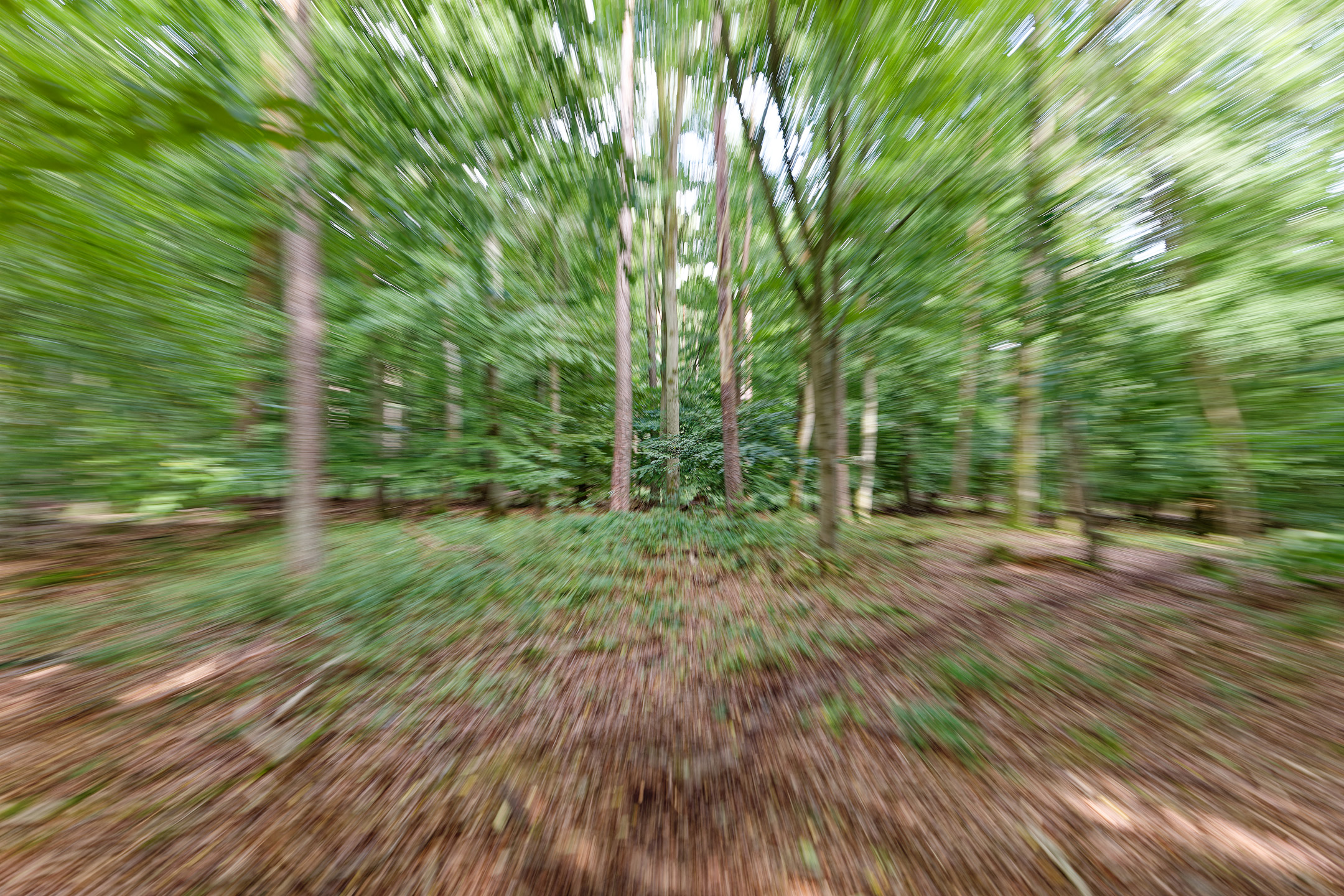 Wald (Zoomeffekt)